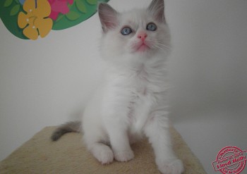 chaton femelle blue bicolour - 7 semaines - Chatterie Ragdolls du Val de Beauvoir